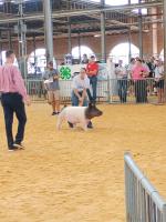 Bramwells turns livestock project into meals for families through Missouri Farmers Care’s Hogs for Hunger