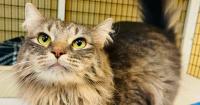 Adorable Adoptables: Ledger, Baby and Kyle