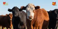 USDA rolls out ‘Ranchers First’ plan to rebuild U.S. cattle herd