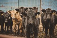 Livestock imports set to resume at New Mexico border port