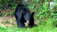 Florida extends bear hunt permits, adds private lands; Sierra Club decries 'trophy hunt'