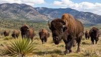 Reintroduction of 47 bison in Cuatrociénegas, Mexico, regenerates ecosystem after 100 years of absence