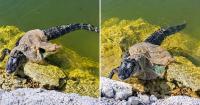"Don't be afraid! Cuban helps an alligator with nylon tangled: 'Come here, mom, come on, don't be difficult.'"