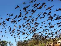 Houston Arboretum & Nature Center presents family-friendly “Bat Fest” on Saturday, Sept. 26, free and open to the public