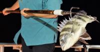 Why can you gig flounder, black drum and sheepshead but not red drum in Texas?