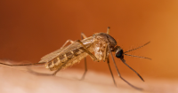 Utah County sees first West Nile patient; 12th Utah case
