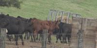 Virginia cattle farmer braces for more competition, uncertain market as beef tariffs ease
