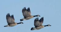 Wisconsin early goose season starts Sept. 1 with higher bag limits