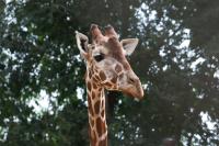 Cheyenne Mountain Zoo announces death of giraffe Laikipia