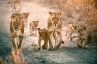 Anatomy of Deception III: The Five Lions and Their Narratives