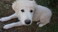 Great Pyrenees Puppy’s Adorable ‘Helicopter Tail’ Has Her Looking Ready for Takeoff