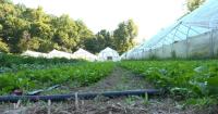 Ashland farm shows how produce safety starts before food reaches consumers