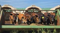 ‘Slap in the face’: Wisconsin dairy farmers brace for impact with imported beef