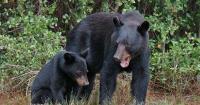 Florida expands bear hunt permits, adds private lands