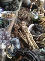 African Traditional Medicine Day: Experts seek more investment