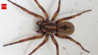 Scientists tested spiders as living DNA traps; their stomach contents can reveal which insects and other animals are living around them