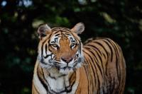 Man Sing to Tigers Who Never Heard Music Before, and Their Reaction Is So Touching
