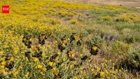 California had 2.34 million acres covered by a toxic yellow weed until tiny Australian beetles fought back and reduced it by 99% within a decade