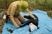 World AFP In Japan's mountains, a different way to manage bears