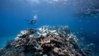 The world’s coral reefs are running out of time to recover, research finds