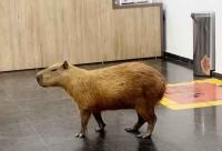Capybaras invade state legislature in Brazil