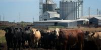 Nebraska feedlot owner says beef imports won’t solve drought-driven supply problem