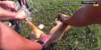 Officers free fox tangled in soccer net