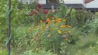 Providence community garden gains permanent home after decades of renting