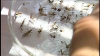 First human case of West Nile virus confirmed in Utah County