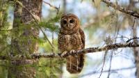 Feds sued over logging project in Washington’s old-growth forests