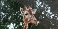 Cheyenne Mountain Zoo mourns death of beloved giraffe Laikipia