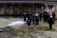 'Bittersweet': How Canada's last captive whales were moved out of Marineland