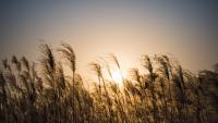 Conflict and Climate Are Driving Food Prices Higher