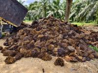 Nigerian researchers develop AI-based solution using oil palm waste to boost biogas production