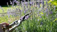 Gardeners urged to prune six plants in September for better flowers next year