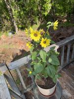 A college student’s guide to gardening