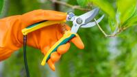 Gardeners urged to avoid pruning 5 plants in September — including hydrangeas