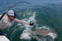 Researchers catch sharks off NY's Hamptons, attach trackers to toothy predators