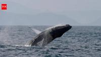 Brazil’s humpback whales make stunning comeback; population surges from just 2,000 to nearly 35,000