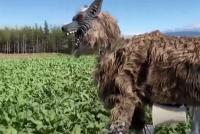 Japan Turns to AI Drones and Robot Wolves as Attacks Fuel Growing Bear Problem