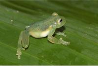 New Animal and Plant Species Found in Colombia’s Caqueta and Putumayo Rivers