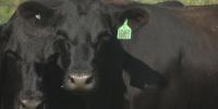 Local cattle farmers say beef import plan adds to mounting losses