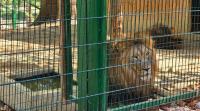 Animals in Tirana Zoo Struggle in Sweltering Summer Heat