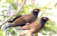 Import and possession of mynas and crows banned