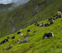 Commercial yak farming begins in Raghuganga