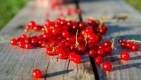 Could the cranberry be the missing link in gum disease prevention? New research points to a grocery aisle solution