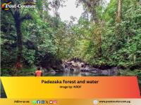 Padezaka forest gets go-ahead to join global carbon market, promising income for 4,000 landowners in Solomons