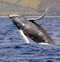 Coalition launches petition to reverse Antigua & Barbuda’s commercial whaling stance
