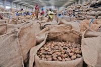 Cashew season opens with push for higher yields, smoother trade