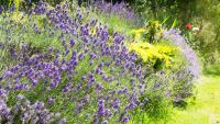 What to Do With Lavender in September – 7 Jobs to Help It Survive Winter and Bloom Better Next Year